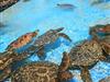 Sea Turtle Lagoon --- Enjoy our Hawaiian Green Sea Turtles. You can feed them too!