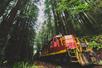 A large red train driving through a forest of tall trees with the sun peaking through with Skunk Train in San Francisco, California, USA.