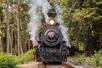 A train approaching head on with steam coming out both sides surrounded by thick tress with Skunk Train in San Francisco, California, USA.