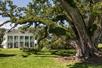 A large old oak tree in front of a white two story plantation style home on a sunny day at the Felicity Plantation in Vacherie, LA