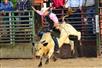 Bull Riding - Suhls Rodeo in Kissimmee, Florida