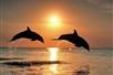 Dolphins at Sunset - Sunset Celebration Cruise in Clearwater, FL