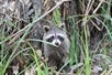 A raccoon at Cajun Pride Swamp Tours in New Orleans, Louisiana.