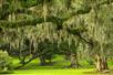 Live Oak trees on Avery Island