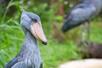 Close up of a Shoebill Stork in a grassy area with another stork in the background on a sunny day at ZooTampa.