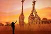 The silhouette of a young girl looking up and pointing with her arm over her head and three giraffes at Illuminarium in Las Vegas