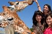 Three dark haired women smiling while feeding two giraffes on a sunny day at Zoo Miami.