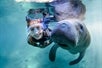 A woman swims with a manatee