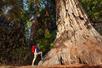 A hike wearing a bright red back pack with his foot up on the base of a giant sequoia tree.