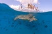 A group of people on the catamaran watch a turtle swimming in the ocean in Waikiki, Hawaii.