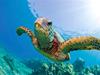 Green sea turtle swimming in the ocean on the Turtles Guaranteed Snorkel Sail in Hawaii USA.
