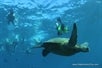 Guests snorkeling alongside the turtles.