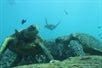 Turtles and Hawaiian reef fish 