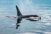 The top of a killer whale peaking out of the water with its fin reflecting on the surface on a sunny day.