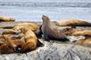 A pack of sea lions lounging on a rock with water in the distance.