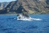 Whales and You - Whale Watching Oahu Tour in Honolulu, HI