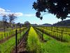 Vineyard - Wine Lover's Tour in San Francisco, California