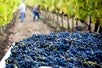 Grapes picking at Wine Tasting in Sonoma County: Private All-Inclusive Excursion