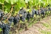 Line of grapes Wine Tasting in Sonoma County: Private All-Inclusive Excursion