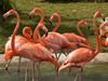 Flamingos - Zoo Miami in Miami, Florida