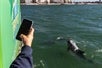 Guest takes a picture of a dolphin on the side of the boat