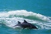 Two dolphins swim side by side during The Tropics Boat Dolphin Exploration Tour