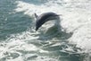 A dolphin jumps with white cap waves in the Gulf