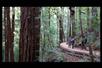 Muir Woods & Sausalito Half Day Tour with Incredible Adventures in San Francisco, CA