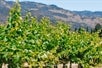 Wine Tasting in Napa Valley: Private Excursion