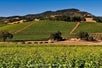 Wine Tasting in Napa Valley: Private Excursion