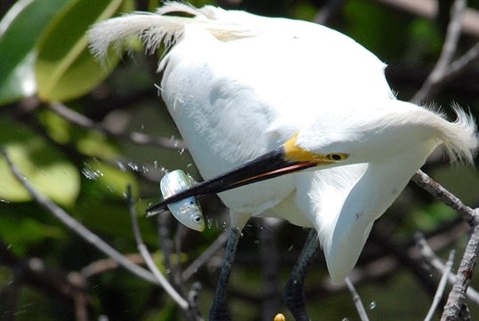 A bird catching a fish on the 10,000 Island Shelling Tour in Goodland Florida USA.