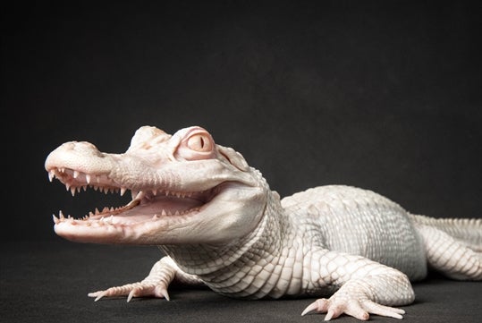Albino SM Alligator at the Alligator and Wildlife Discovery Center in Madeira Beach, FL.