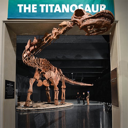 The latest must-see exhibit at the Museum: The largest dinosaur ever discovered, a cast of a 122-foot-long titanosaur. (included with admission)