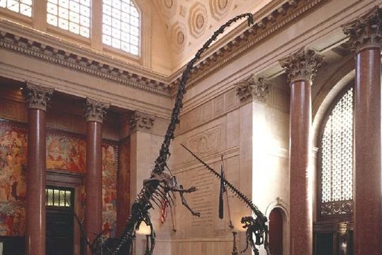 A dinosaur skeleton on display at the American Museum of Natural History in NYC, New York.