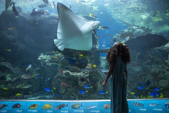 A young girl looking at a big sting ray with some other fish inside a big tank at Aquarium of the Pacific in Long Beach, California.