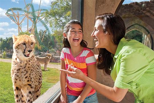 Busch Gardens Tampa in Tampa, Florida