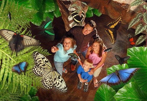Go on the adventure of a lifetime and witness thousands of exotic butterflies fluttering right before your very eyes!