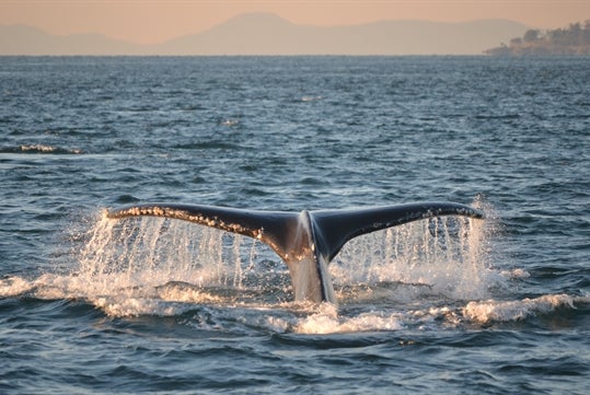 San Juan Safari's Classic Whale Watch & Wildlife Tour
