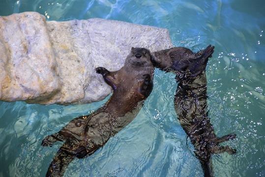 Otters at Clearwater Marine Aquarium.