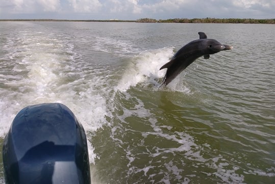 Dolphin jumping out of the water Chokoloskee Island, Florida.