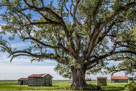 Felicity Plantation Guided Tour (98348)