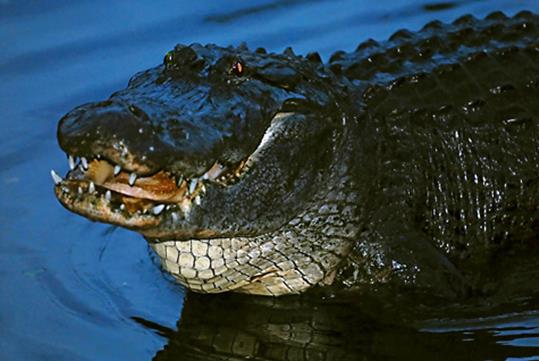 A large alligator with their mouth parted just enough to show their teeth swimming through dark water at night.