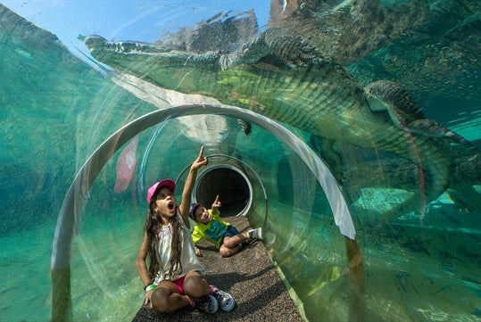 Two kids inside a croc tube pointing at a big crocodile passing above them at Zoo Miami with Go Miami & The Keys Explorer Pass.