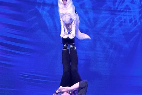 Performer laying on stage with feet up in the air and a black and white dog sitting on top the performers feet.