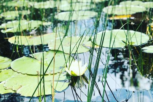 White water lily among the reeds. - Guided Kayak Eco-Tour in Clermont, FL