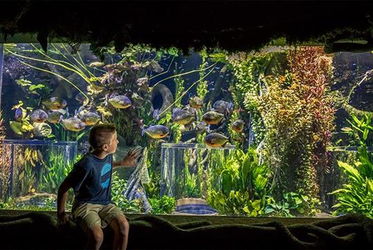 Johnny Morris' Wonders of Wildlife National Museum & Aquarium in Springfield, MO