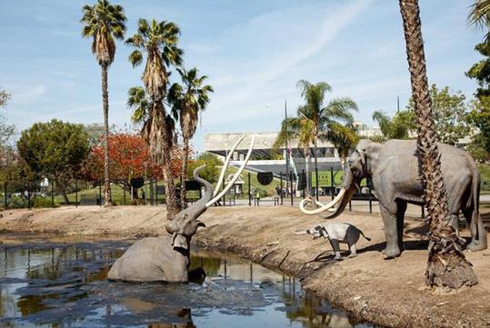 A display of an elephant stuck in the Lake Pit trying to get to a baby and adult elephant on shore at the La Brea Tar Pits.