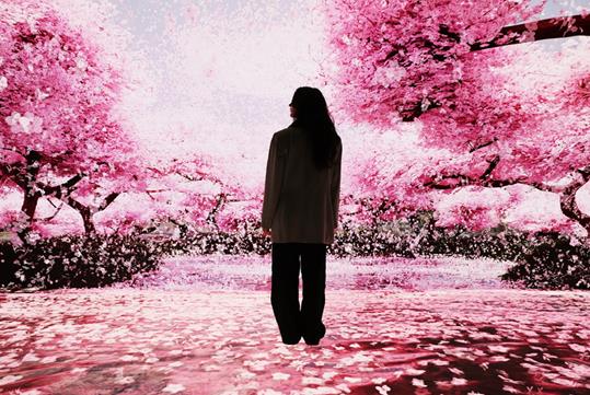 The silhouette of a woman walking through trees with pink blossoms covering the floor.