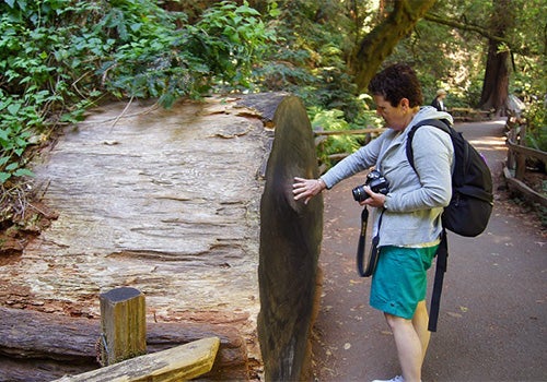 Get up close to ancient redwoods. Muir Woods Tour of California Coastal Redwoods in San Francisco, California, USA.