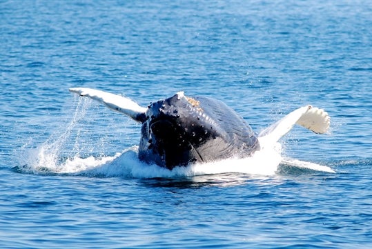 Breach whale on the New England Aquarium Whale Watch Cruise